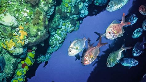 New Zealands Marine Biodiversity Marine And Coastal Conservation