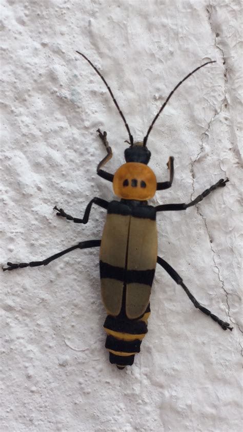 Hermoso Insecto Del Orden Coleoptera El Escarabajo Más Extraño Que He