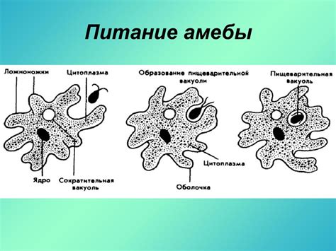 Амеба обыкновенная: строение, питание, дыхание, размножение, фото