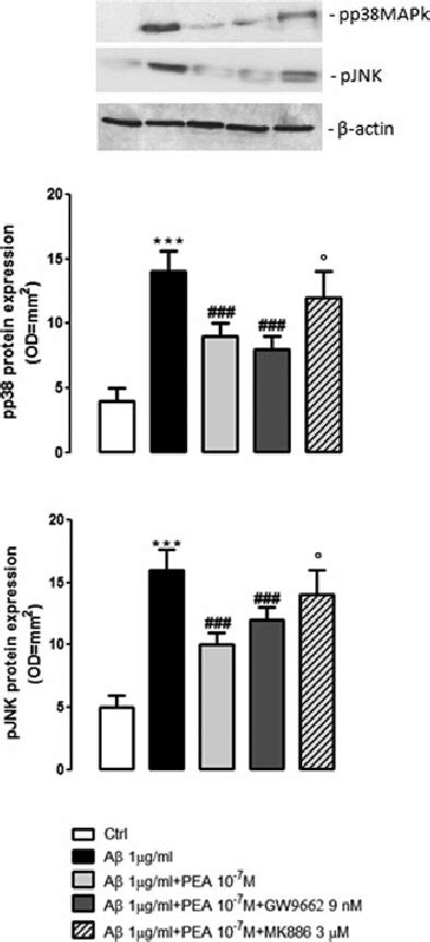 Anti Inflammatory Actions Of Pea Depend Upon Mapk Inhibition A ␤ 7 Download Scientific