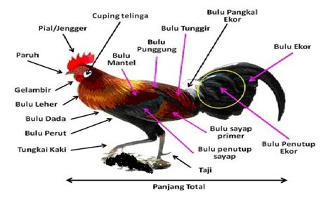 Ayam Pelung Genotype Sejarah Ayam Pelung