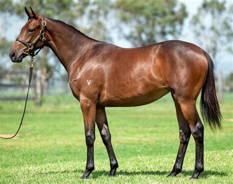 TOO DARN HOT X DREAMS AND WISHES 2YO Bay Filly With CIARON MAHER