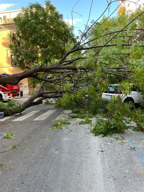 Palermo Sferzata Dal Maltempo FOTO Diversi Alberi Caduti In Pieno