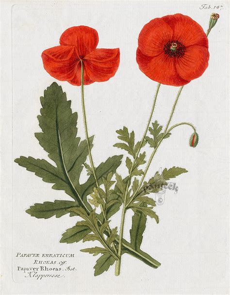 Poppy Papaver Rhoeas From Ferdinand Vietz Icones Plantarum