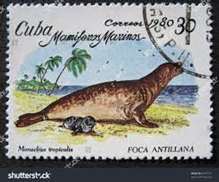 CARIBBEAN MONK SEAL | Extinction Cometh