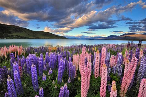 Best New Zealand Self Drive Tours And Itineraries Compare 70 Trip Ideas