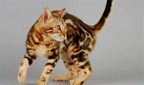 15 Facts About Marble Bengal Cat | Marbled Kittens And Bengal Cats - My ...