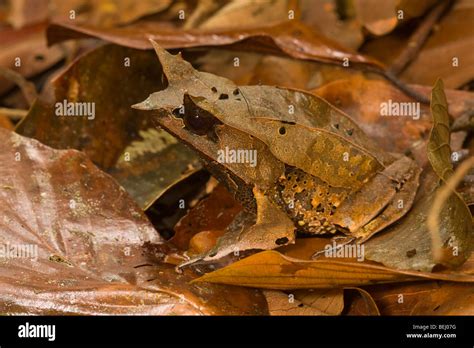 Horned Frog, Borneo Stock Photo - Alamy