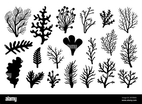 Hand Drawn Set Of Corals And Seaweed Silhouette Isolated On White