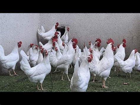 ОГРОМНЫЕ ЯЙЦА МАЛЕНЬКИЕ КУРЫ! САМАЯ ПРОДУКТИВНАЯ ПОРОДА КУР! ЯИЧНЫЙ ...