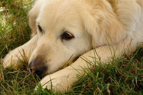 無料画像 子犬 ペット ゴールデンレトリバー 頭 脊椎動物 ラブラドール・レトリバー 犬種 レトリーバー 怠惰な犬 哺乳