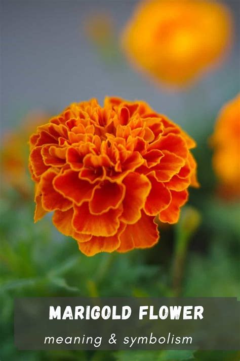 Symbolism Of Marigolds In India