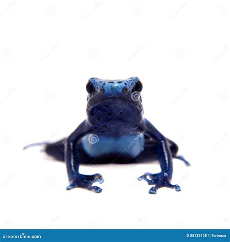 Blue Poison Dart Frog Dendrobates Tinctorius Azureus On White Stock