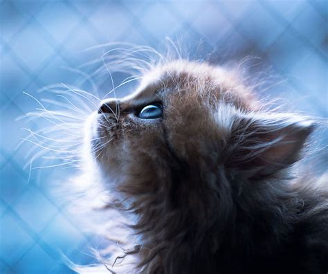 Cutest Kitten In The World