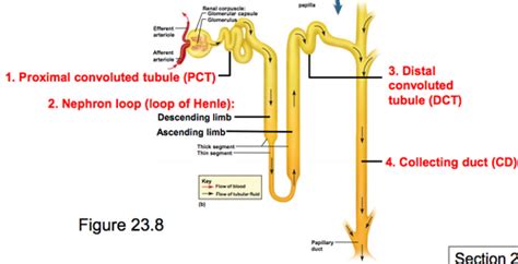 Chapter 26 The Urinary System Flashcards Quizlet