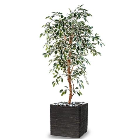 Ficus Benjamina Panache Grande Feuille Tronc Naturel H120cm Blanc Vert