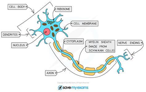 Edexcel IGCSE Biology Double Science 复习笔记 2 2 2 Specialised Cells