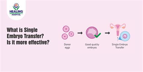 What Is Single Embryo Transfer Is It More Effective Healing Hospital