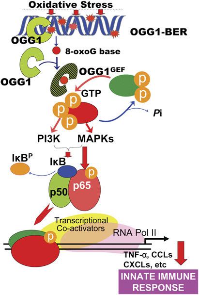 Schematic Depiction Of The Role Of Ogg1 Initiated Dna Base Excision