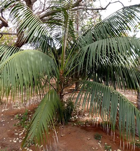 How To Grow The Kentia Palm Tree Howea Forsteriana