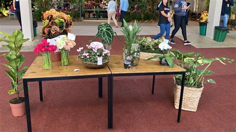 De Plantas Mini A Flores Dobradas Veja Novidades Do Encontro