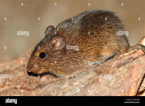 Hispid Cotton Rat Sigmodon Hispidus Hi Res Stock Photography And Images