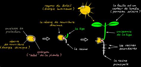 Cycle Vegetal