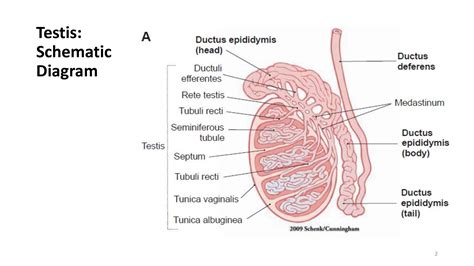 Solution Histology Of Testis Abnd Epididymis Studypool