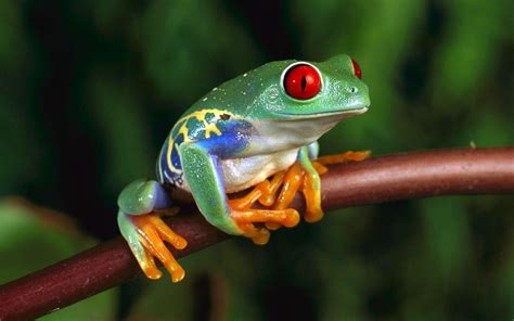 Green Frog Wallpapers - Top Free Green Frog Backgrounds - WallpaperAccess