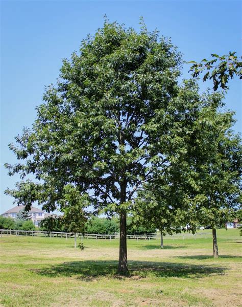 Northern Red Oak Halka Nurseries