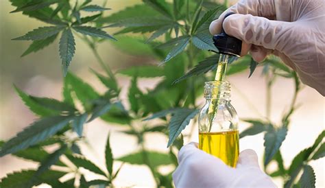 Unraveling Cannabinoids Harvard Medical School