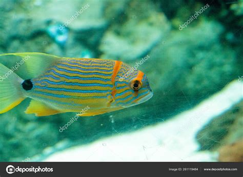 Blue Orange Sweetlips Fish Plectorhinchus Chrysotaenia Swims Coral Reef