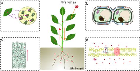 Absorption And Transportation Mechanism Of NPs In Plants A NPs Are