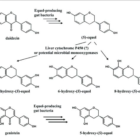 EI Mass Spectra BSTFA N O Bis Trimethylsilyl Trifluoroacetamide