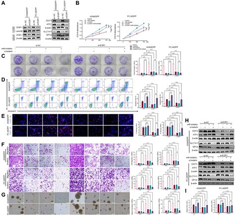 α Hederin promotes ferroptosis and reverses cisplatin chemoresistance