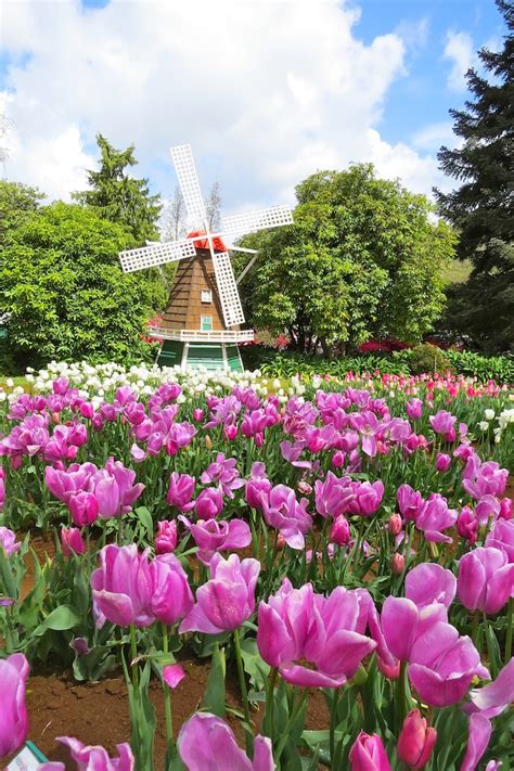 Tesselaar Tulip Festival Bubs On The Move