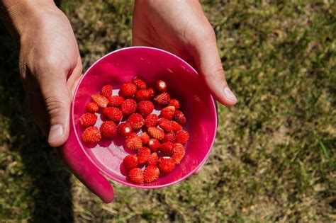 Premium Photo Cropped Hands Of Woman Holding Red Fruits