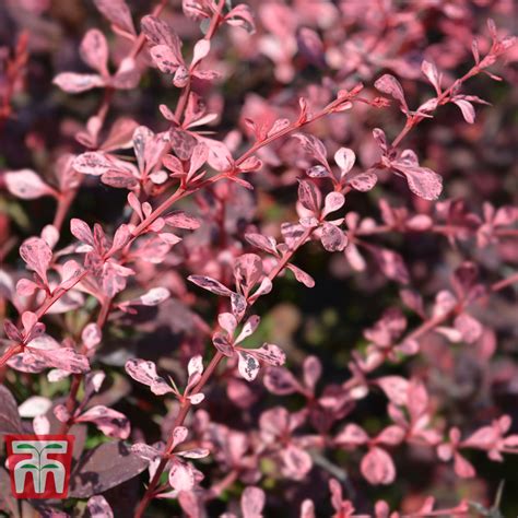 Berberis X Ottawensis F Purpurea Superba Barberry Superba In