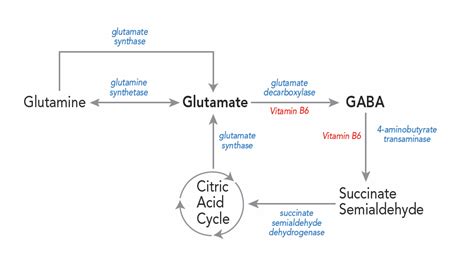 Glutamate Gaba Pathwaypng 952×558 Gaba Neurotransmitters Glutamate