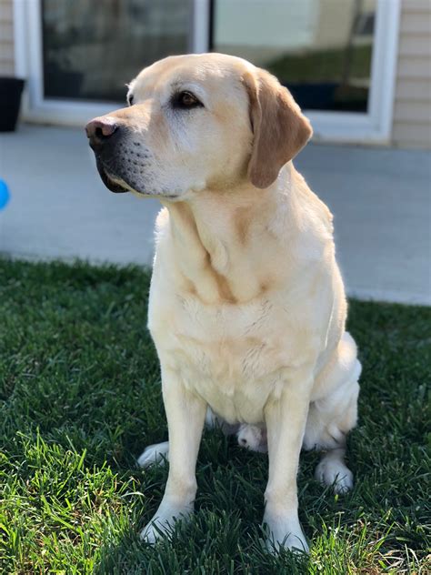Female Yellow Labrador Retriever Dopi
