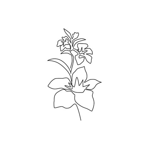 Premium Vector Single Continuous Line Drawing Of Beauty Orchid For