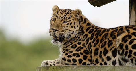 La Biodiversidad