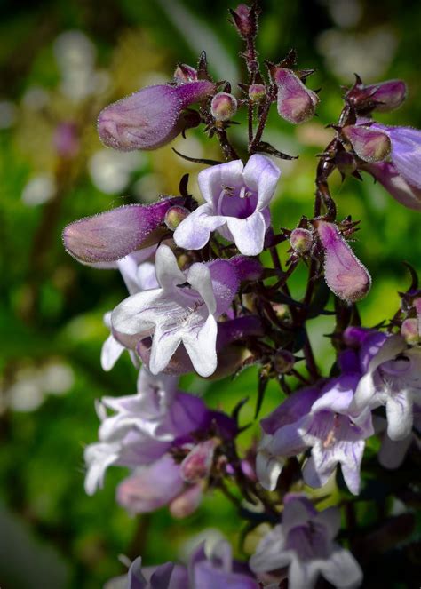 Penstemon Digitalis 'Husker Red' - Pépinière Cramer Inc.