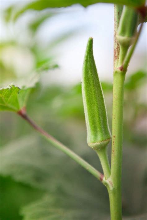 Okra Especially Popular In The South Grows Best In Hot Weather Get