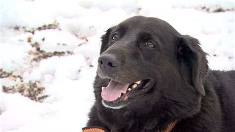 Nova Scotia dog trainer offers 5 tips to raise a happy rescue | CBC News