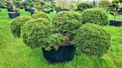 Pinus Mugo Humpy Cloud Form Low Specimen Caragh Nurseries