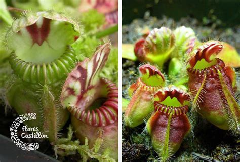 Características y cuidados de las plantas carnívoras Flores Castillón