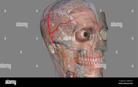 The Superficial Temporal Artery Is A Terminal Branch Of The External