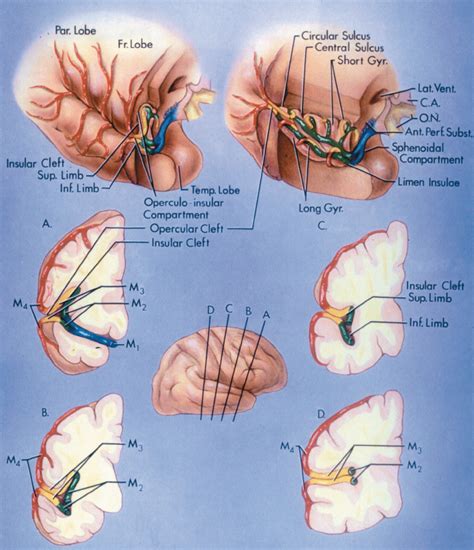 Middle Cerebral Artery