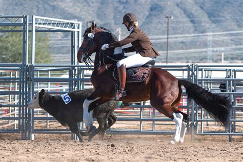overview  working equitation horse illustrated
